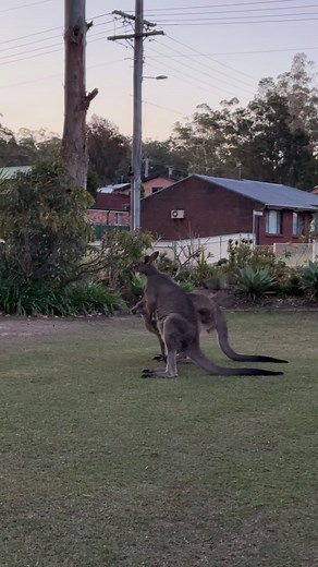 33K views · 307 reactions | Ever hear kangaroos crap talk each other?...