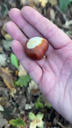 Foraging Sweet Chestnuts 🌰