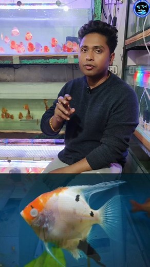 4.4K views · 89 reactions | BIG PROBLEM SOLVED 勞  . . . . . #ashokaqua #ashokaquabangla #fishdiesease #fishcare #aquariumhobby #reelsinstagram | Ashok-Aqua | Facebook