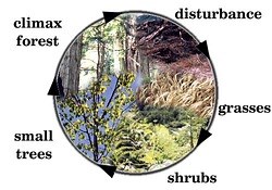 Lesson 7: Primary and Secondary Succession