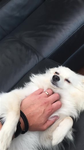 Yesterday was a tough one and didn’t think it would hit so hard 😔 Yep she yapped, nipped strangers who came to the house when they weren’t looking (I trained her well), her breath kicked but she was ours and was fiercely loyal and protective of the Powers Squad. Sad day indeed but lots of nice memories 💙💙💙 | Clive Powers