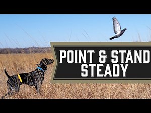 Pointing Birds - Steady Upland Bird Dog Training