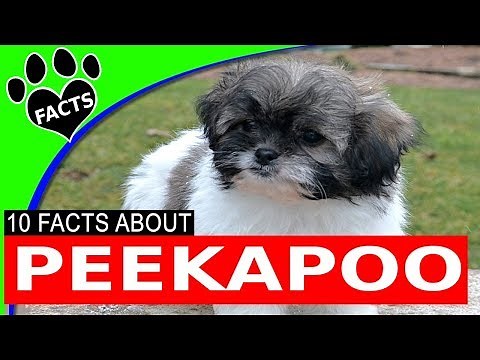 Peekapoo - Pekingese Poodle Mix - Designer Doodle Dogs 101