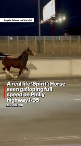 Just another day on I-95 🐎 | New York Post