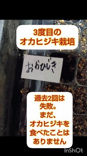 オカヒジキ栽培#オカヒジキ栽培#オカヒジキ