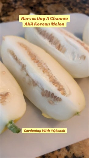 Korean Melon (Chamoe) Harvest Guide and Benefits