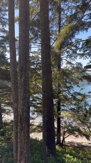 8K views · 49 reactions | Ocean breeze, ancient rainforest and your own cozy cabin by the shore—Ucluelet is calling! ☀️✨ Don’t miss out on our limited-time special, ending March 13! Book now and soak in the beauty of the beach, trails, and nature. Your escape awaits! https://www.thecabins.ca | The Cabins at Terrace Beach Ucluelet, BC | Facebook