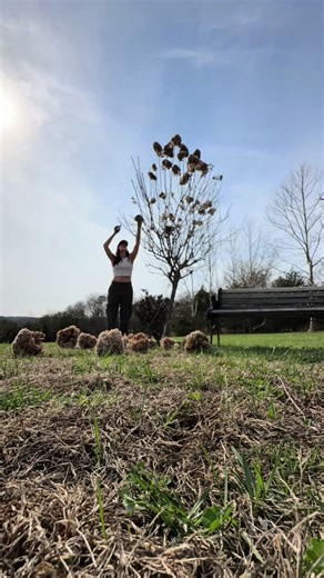Preparing Hydrangeas for Spring and Summer Events