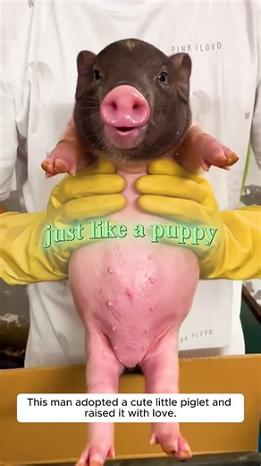 He Adopted a Piglet... And Raised Him Like a Puppy ❤️🐷