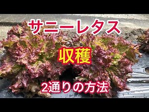 サニーレタス収穫 2通りの方法