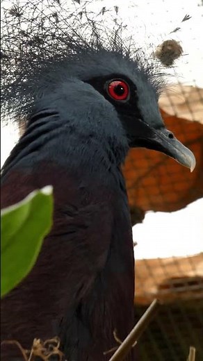 Victoria Crowned Pigeon