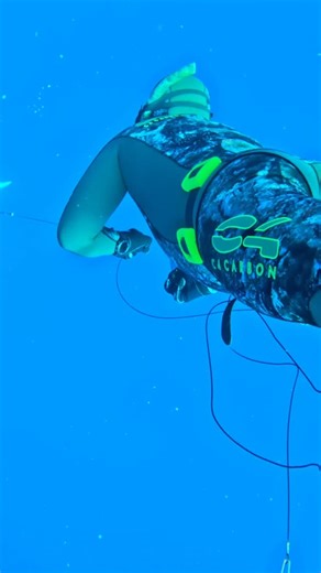 Secasports ⚽ Cuenta Oficial on Instagram: "Acanthocybium solandri, conocido comúnmente como peto, wahoo o guaju, es un pez oceánico rápido y depredador de la familia de los escombridos, apreciado en la pesca deportiva y comercial por su carne y velocidad. Tiene un cuerpo alargado y plateado con barras azules, hocico puntiagudo y dientes afilados, y puede alcanzar gran tamaño, siendo un cazador voraz de peces más pequeños y calamares. Delicioso 😋🐟🔱💙🌊🗡️ @c4carbon_spearfishing @victorsub27 @r