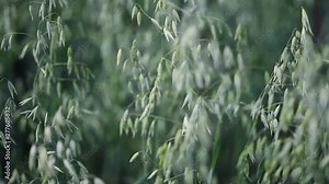 Bing green of ripe oat growing in a field in Sunny day