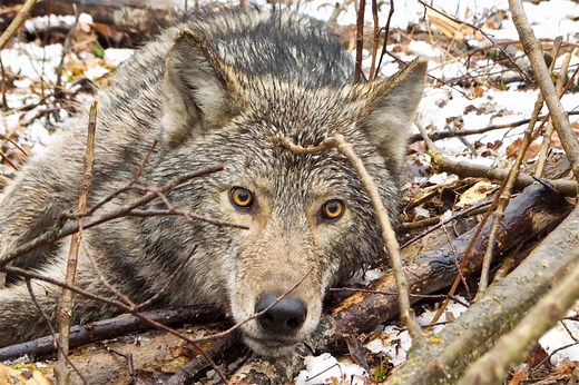 Videos | Voyageurs Wolf Project | Minnesota