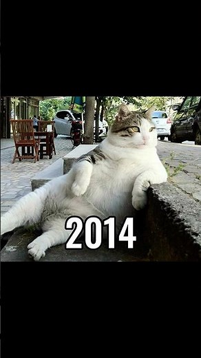 The Most Legendary Cat Memes (Then Vs Now) 😭💔