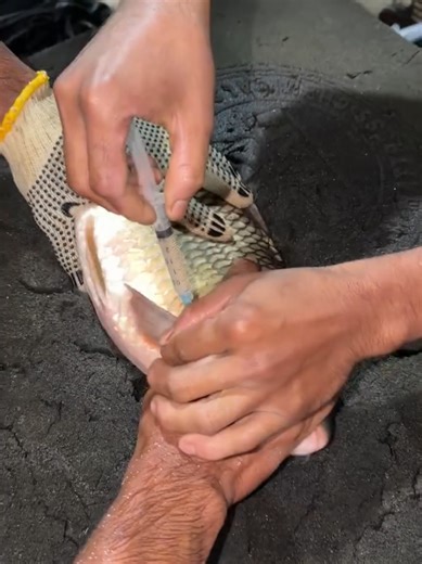 Understanding Karpu Fish Breeding Techniques