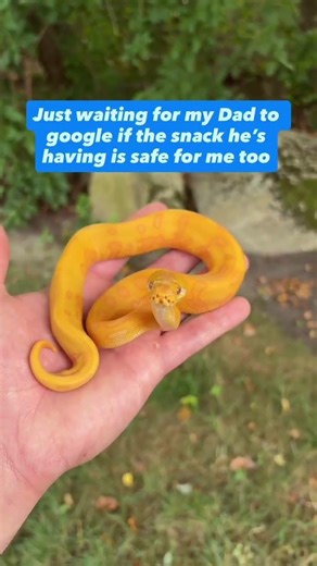 My Ball Python really wanted to try my snack😂🐍🫶