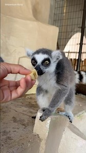 人間でいうと、なんと約110〜120歳！！ 35歳のワオキツネザルの「ミナ」🐒✨ #アドベンチャーワールド