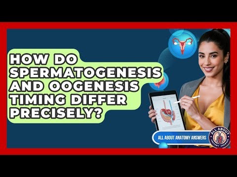 How Do Spermatogenesis And Oogenesis Timing Differ Precisely? - All About Anatomy Answers