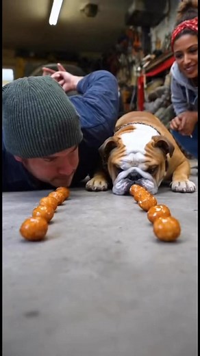 IMPOSSIBLE Dog Eating Challenge! (MUST WATCH) | The Funniest Vines