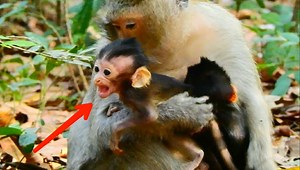 55K views · 372 reactions | Pity poor baby Aria cry hardest angry monkey Elsa kidnap away mom without milk prolong so hungry | Adorable Monkey | Facebook