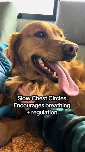 3 Ways to Calm an Anxious Dog in the Car