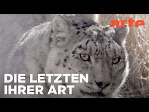 Kirgisistan: Hoffnung für die Schneeleoparden | 360° Reportage Reupload | ARTE Fernweh