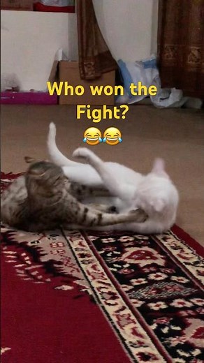 Kitten fight club | they just playing we swear 😂 #kittenfight #funnykittens #shorts