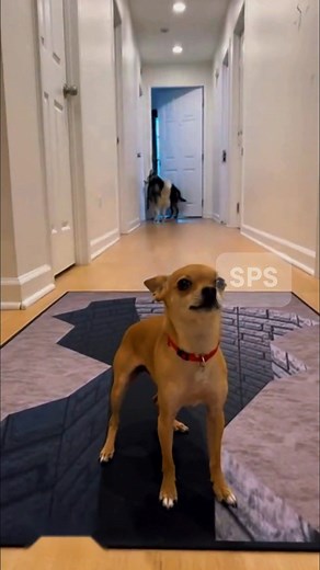 392K views · 6.5K reactions | Chihuahua Tricks Them! 100% AI-generated video. Original story created for fun and family entertainment. All scenes are fictional. No reuploads. #AIvideo #AIfunny #AIanimals #AIfamily #Digita | Super Paws Show | Facebook