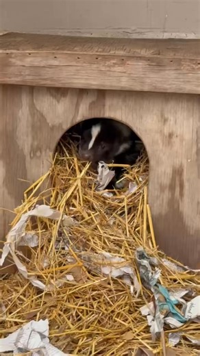Glacier making things nice and cozy in his nest box. | Cincinnati Zoo & Botanical Garden