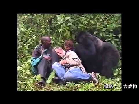 野生のゴリラは人間の女性が好き？-Does a wild gorilla likes woman?-
