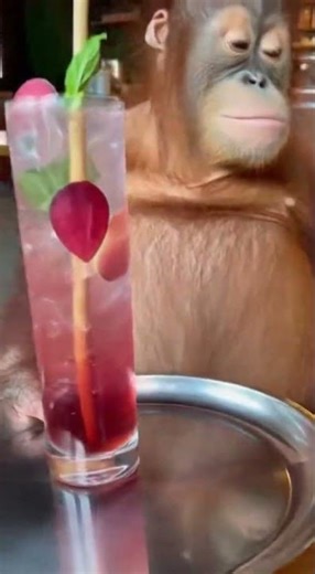 Chilling Clip Shows A Baby Orangutan Reacting to Unknown Sound