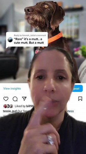 Replying to @hannah_lottie #greenscreen A Pudelpointer is a purebred dog that was established in Germany in 1881. The breeds foundation stock was a English Pointer and French Poodle. Today the only way to get a Pudelpointer is to breed two Pudelpointers.