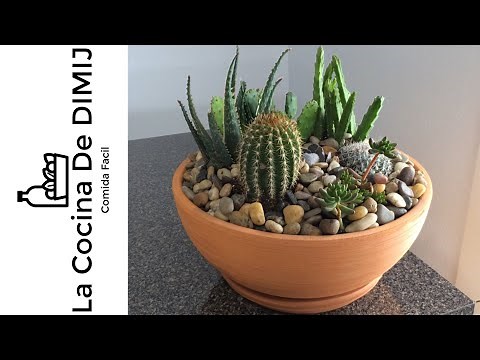Maceta de suculentas y cactus 🌵( DYI )