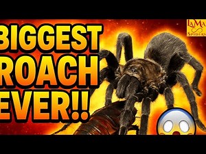 Feeding My Tarantula the BIGGEST Dubia Roach Ever! 🪳🕷️#tarantula #birdspider #spider #exoticpets