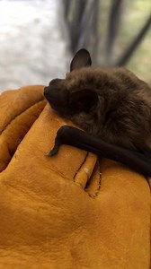 This Big Brown Bat is currently going through flight training, gaining strength before release. Bats are very important to the ecosystem, helping to control insect populations by eating a variety of insects, including beetles, flies, and even wasps! Many of the bugs they eat, such as the corn root worm, are major agricultural pests that can cause millions of crop damage a year. Bats like this one help prevent some of this damage. To donate: swvawildlifecenter.org #swvawildlifecenter #bigbrownbat