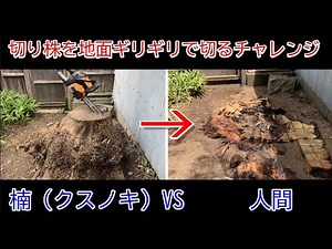 How to cut a stump close to the ground [root removal/uprooting] 300-year-old camphor tree