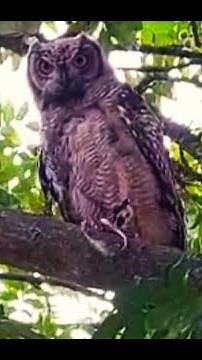 Owl Eats Snake as it Tries to Escape!
