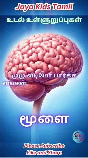 மூளை | Brain