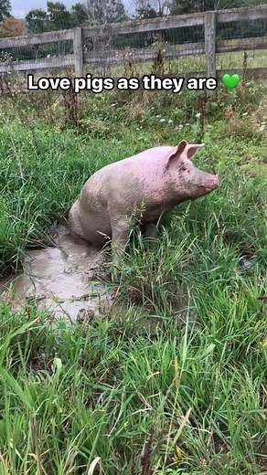 346K views · 15K reactions | Many people believe pigs are “dirty...