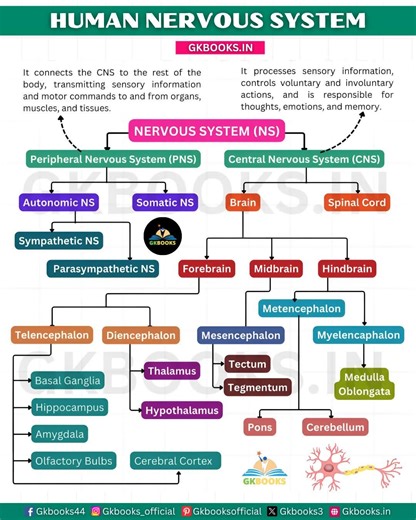 25K views · 218 reactions | ✅ Classification of Human Nervous System...
