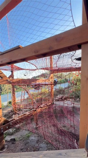 Not to brag but... we may have made the coolest tree house ever 🤷‍♂️ | TreeNet Willy's