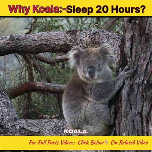 Why Koalas Sleep 20 Hours? 🐨 #koala #animalfacts #wildlife #cutanimals #koalafacts #nature
