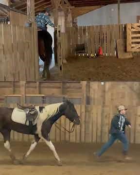 Paint Horse Mare For Sale | Thehorsebay.com | Jumping/Ranch/Trail
