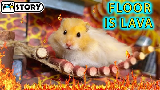 In this hamster video you will see the epic adventure of our brave and smart hamster Cloud, where she overcomes an obstacle course with traps in a volcano where the floor is lava. #hamsters #hamster #HomuraHam #FunnyHamsters #CuteHamsters #Pets #Animals #HamsterPlayground #DiyHamster #HamsterMaze #Lava #TheFloorisLava Music: epidemicsound.com | Homura Ham