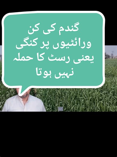 Rust Resistant Varieties of Wheat in Punjab