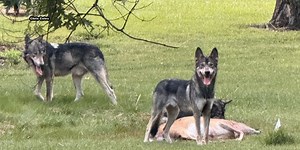 Roanoke neighborhood expresses concerns over wolf dog hybrids