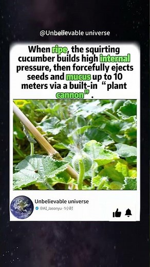 The exploding squirting cucumber launches seeds up to 10 meters away.#WildPlants #NatureDocumentary