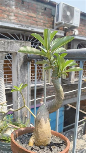adenium #music #ihavethisthingwithplants #nature