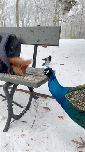 Alexander, Lord of Squirrels on Instagram: "A squirrel and a peacock sharing sunflower seeds, part 3. #cuteanimals #squirrel #peacock #cute #squirreleating"